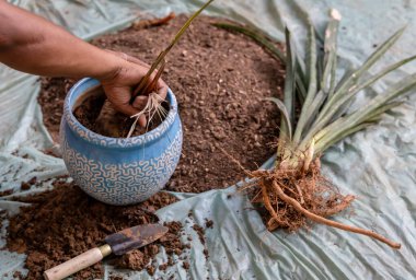 Bitkinin saksısını dışarıda ottan çıkararak yeniden saksıyı açmak.