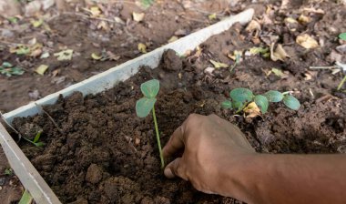 Çiftçi eli olan küçük fidan ve bahçe aletlerinin arka bahçedeki çiftlikte yeniden yönlendirilmesi.