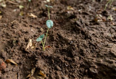 Açık alanda filizlenen küçük bir filizlenme.