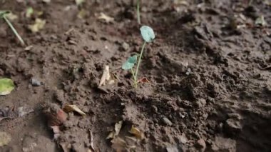 Açık alanda filizlenen küçük bir filizlenme.