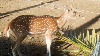 Şital geyik gün ışığında ormanda hindistan cevizi yaprakları yiyor.