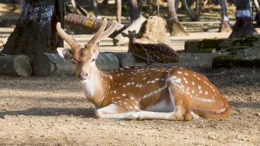 Benekli geyik gün ışığında doğal ormanda dinleniyor.