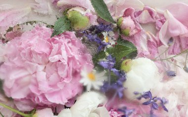 Yumuşak pembe şakayık çiçeği, papatya çayı, yakın plan cam altında küçük mavi çiçekler. Yaprakların üzerine su ve hava damlalarına daldırılmış güzel bir çiçek. Sanatsal ve estetik, yaratıcı bir fotoğraf. Soyut