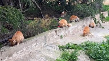 Parktaki yeşil ağaçların arasına dağılmış kuru kedi maması yiyen birkaç kızıl kedi. Serseri kediler sakin ve doğal bir ortamda besleniyor..