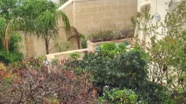 Şiddetli yağmur ve gür bir Akdeniz bahçesinde kuvvetli rüzgar. Ağaçlar ve bitkiler fırtınalı havada sallanır. Yağmur damlaları dramatik bir atmosfer yaratır. Hava ve doğa teması için mükemmel