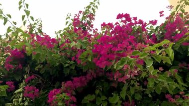 Canlı pembe begonviller çiçek açmış, yemyeşil bir çalıyı kaplıyor. Yaz bahçesinde tropik bir bitki, yakın çekim manzarası. Doğa ve çiçek teması için mükemmel..