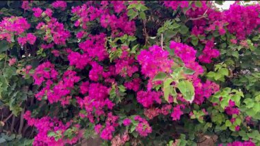 Canlı pembe begonviller çiçek açmış, yemyeşil bir çalıyı kaplıyor. Yaz bahçesinde tropik bir bitki, yakın çekim manzarası. Doğa ve çiçek teması için mükemmel..