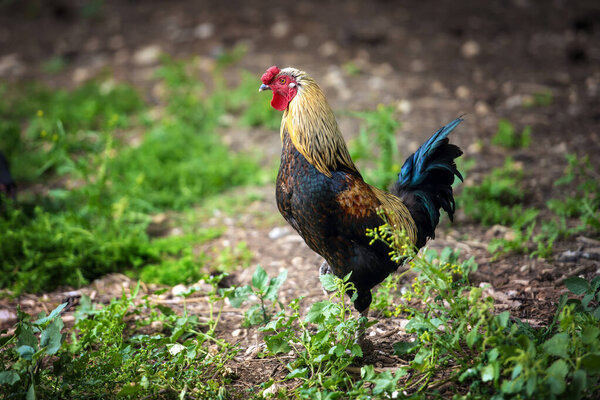 A rooster with vibrant multicolored plumage proudly stands on one leg in green grass. Sharp focus on the bird's eyes, blurred background. The scene reflects rural life and traditional farming.