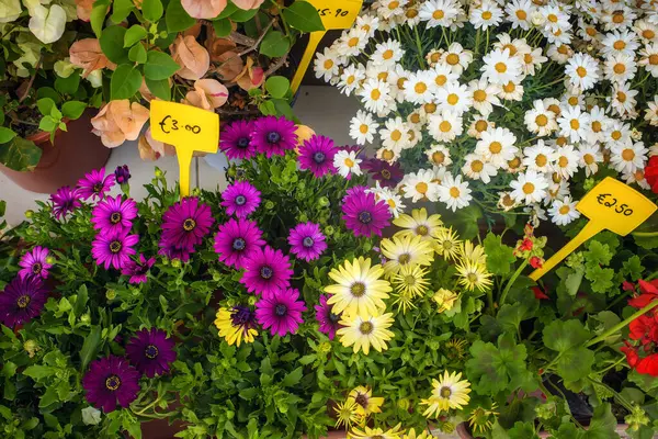 Çiçekler, papatyalar, sardunyalar ve avro fiyat etiketli papatyalar da dahil olmak üzere canlı bir şekilde sergileniyor. Parlak renkler ve yeşil yapraklar neşeli bir bahar pazarı manzarası yaratır..