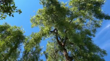 Yüksek yeşil ağaçların yukarıdan sakin manzarası meltemde sallanırken berrak mavi bir gökyüzüne. Huzurlu doğa sahnesi arka plan, meditasyon veya çevresel temalar için mükemmeldir..