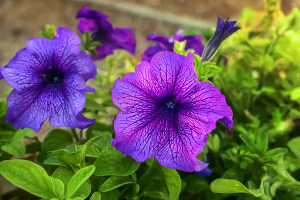 Canlı mor petunyaların yakın çekimi, zengin doku ve karmaşık damar desenleri ile tam çiçeklenme. Sığ arazi derinliği ve doğal ışık bu popüler bahçe çiçeğinin güzelliğini arttırır..