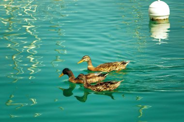 İki dişi yaban ördeği ve bir erkek ördek sakin bir şekilde süzülüyor, parlak yansımalı turkuaz deniz suyu ve arka planda yüzen beyaz bir şamandıra..