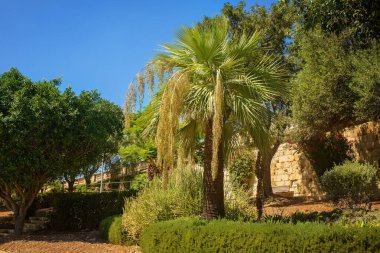 Berrak mavi gökyüzünün altında, taştan bir duvarın yakınındaki güneşli bir Akdeniz bahçesinde tropikal bitkilerle çevrili, yemyeşil palmiye ağaçları..