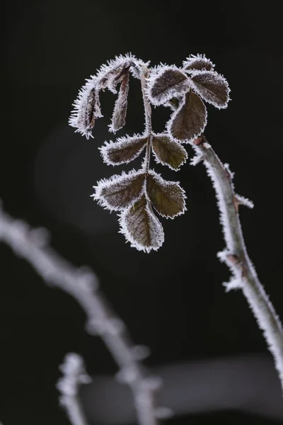 Fiore Ghiacciato Rugianda Inverno — Photo