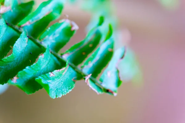 Макроснимок Зеленых Листьев Папоротника Фоне Боке — стоковое фото