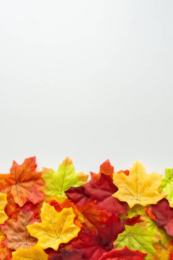 Sonbahar kompozisyonu. Altta beyaz arka planda renkli sonbahar yaprakları var. Fotokopi alanı olan düz bir yer. Dikey çekim.