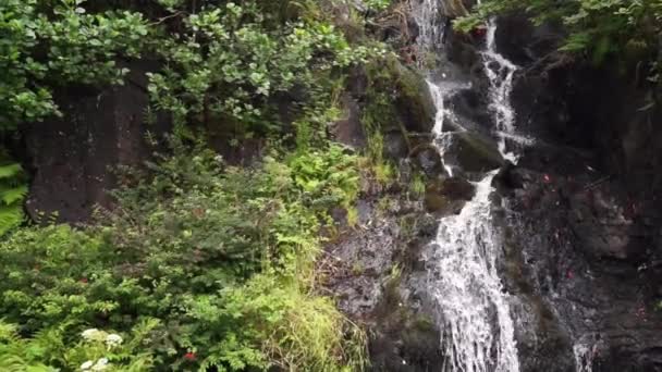 小さな滝が森の植生に囲まれた岩を包み込む — ストック動画