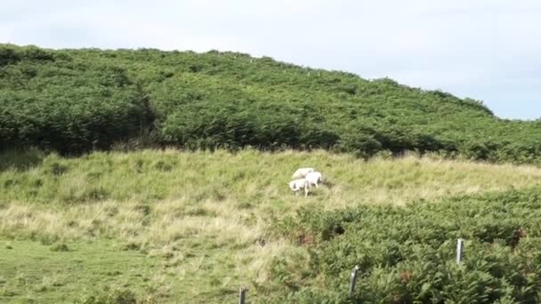 Tři Malé Ovce Pasou Zeleném Poli Kopci Skotské Vysočině — Stock video