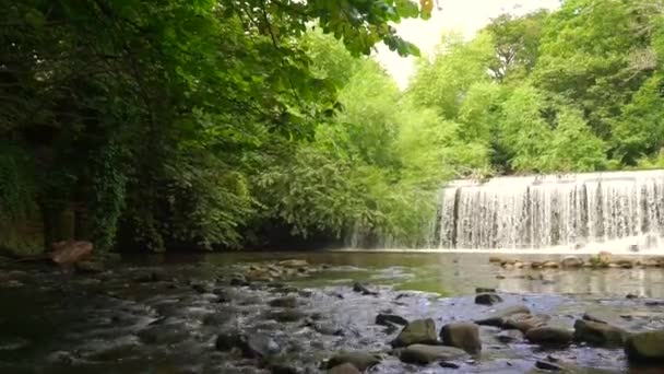 スコットランドの緑豊かな植生に囲まれた小さな川に滝が流れます — ストック動画