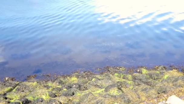 Gentle Waves Lake Caress Rocks Algae Shore Horizontal — Stock Video
