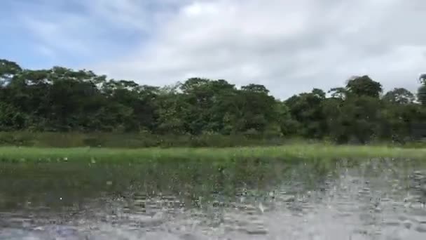 Tortuguero Nemzeti Park Costa Rica Hajóval Csatornákon Úticélok Fogalma Vízszintes — Stock videók