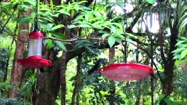 Pequeño Grupo Colibríes Volando Alimentándose Dos Bebederos Rojos Colgando Árboles — Vídeo de stock