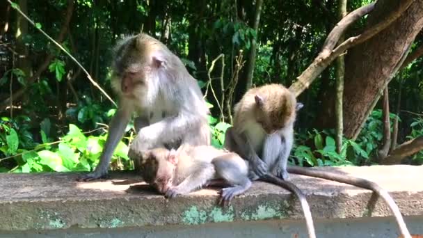 マカオサルのファミリーが予備をしています 母親と2人のキューブがインドネシアのバリで寄生虫の毛皮をきれいにする 横スクリーン — ストック動画