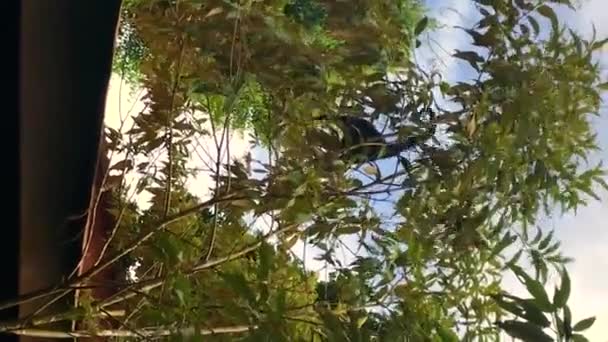 Macaco Uivo Cauda Longa Move Através Dos Ramos Uma Árvore — Vídeo de Stock
