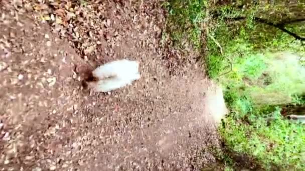 West Highland White Terrier Dog Walking Path Full Leaves Middle — Stock Video