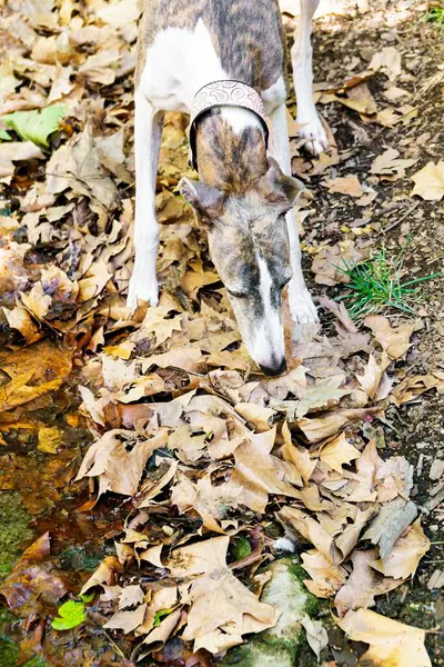 Purebred Greyhound dog sniffing the ground full of dry leaves in a forest. Vertical