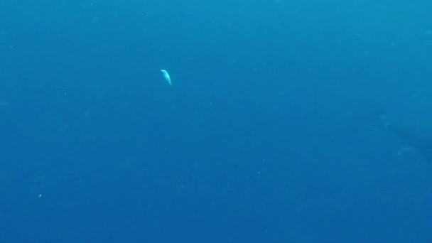 Cena Subaquática Vários Grandes Atum Rabilho Nadando Comendo Pequenos Peixes — Vídeo de Stock