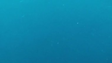 Mavi yüzgeçli orkinos, Akdeniz 'de avlanmak için şnorkelle yüzen turistlere yaklaşıyor. Yatay video.