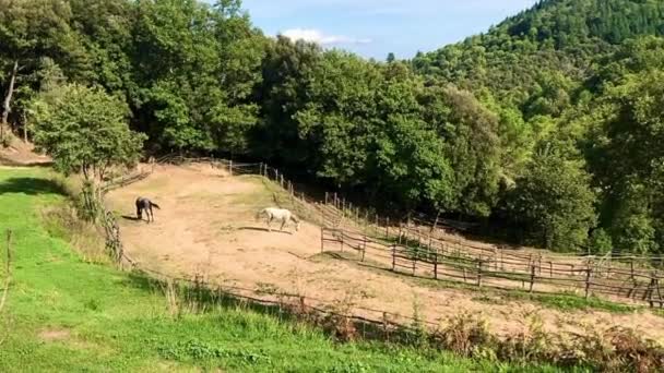 Cheval Blanc Trot Cheval Gris Entre Clôture Ranch Dans Forêt — Video