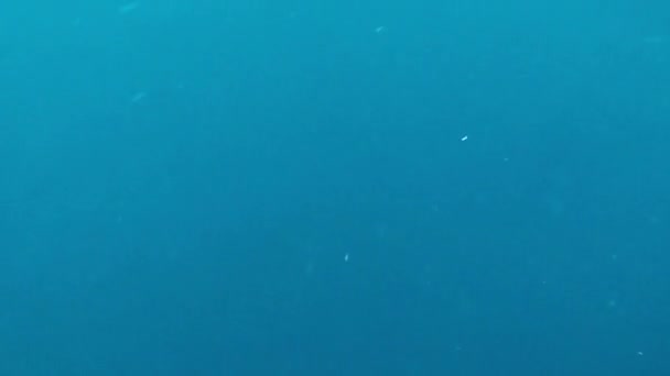 Bluefin Tuna Approaching Tourists Snorkeling Feed Bait Mediterranean Sea Horizontal — Stock Video