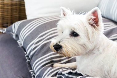 Safkan West Highland White Terrier köpeği yatağında oturuyor. Etrafında sakin ve rahat görünüyor. Boşluğu kopyala.