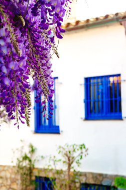 Mavi pencereli beyaz ev mor salkım çiçekleriyle süslenmiş, Costa Brava, Katalonya, İspanya. Seçici odak.