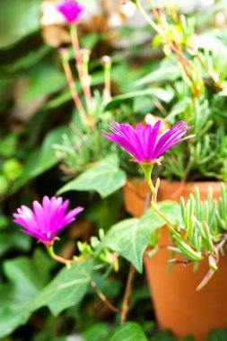 Tencerede mor bir çiçeğe yaklaş. Dikey. Kopyalama alanı ile.