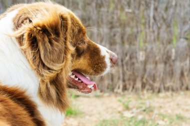 Bir Border Collie köpeğinin portresi başka yöne bakıyor. Yan görüş. Açık havada, yatay..