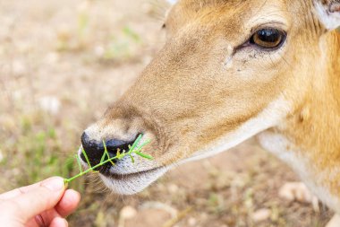 Veterinerlik baharda nadasa dönmüş bir geyiği otla besliyor.