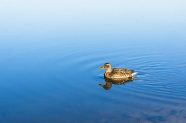 Mallard ördeği sakin mavi suda huzur içinde yüzüyor, dalgalanmalar ve yansımalar yaratıyor.