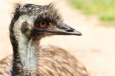 Profil görünümünde mavi boynu ve kahverengi gözünü gösteren bir devekuşu.