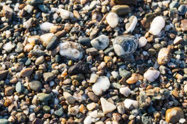 Çeşitli renk ve boyutlarda ıslak çakıl taşları sahilde doğal bir arka plan oluşturur.