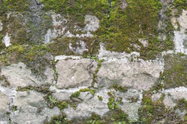 Yeşil yosunlarla kaplı taştan bir duvara yakın çekim yapmak dokulu ve doğal bir zemin oluşturur.