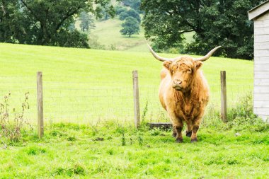 İskoçya İskoçya 'nın yeşil bir tarlasında duran uzun boynuzlu İskoçyalı sığırlar.