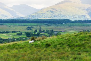 İskoçya tepelerinde yeşil bir çayırda uzanan siyah yüzlü koyun. Arka planda orman ve çiftlik var.