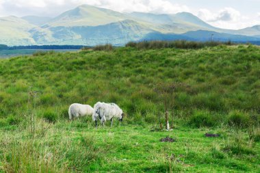 İskoçya 'nın arka planında dağlar olan bir çayırda huzur içinde otlayan iki koyun