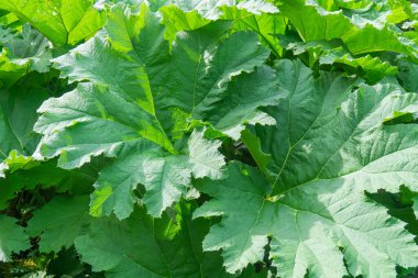 İskoçya 'da yetişen Gunnera Manicata yapraklarının yakın çekimi verimli, yeşil bir manzara yaratıyor.
