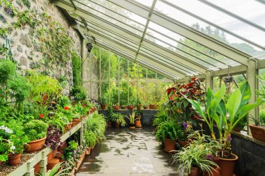 Seranın içinde büyüyen saksı bitkileri 