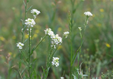 Ağarmış alyssum, Berteroa incana çiçekli sığ alan derinliğiyle fotoğraflandı