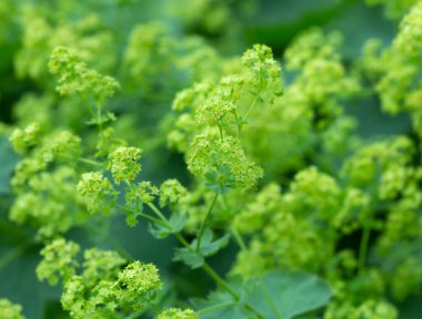 Hanımefendinin mantosu, Alchemilla 'nın çiçekli fotoğrafı sığ alan derinliğinde.